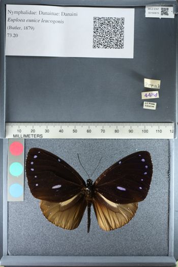 Media type: image;   Entomology 160615